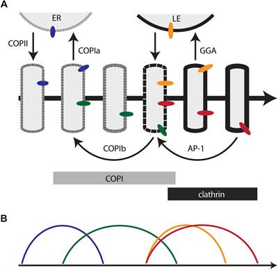 A Kinetic View of Membrane Traffic Pathways Can Transcend the Classical View of Golgi Compartments